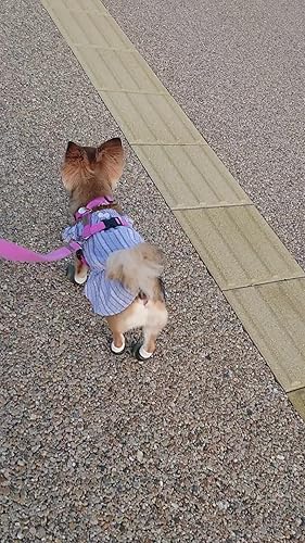 Amazon.co.jp: アニマルオルソジャパン おさんぽソックス ブラック 犬